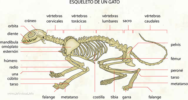 Esqueleto de un gato (Diccionario visual)